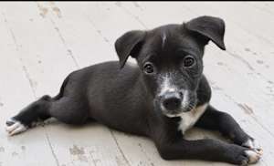 Sparky~adopted! - Photo 1