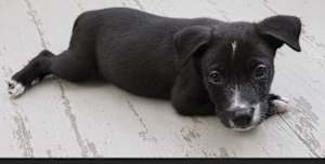 Sparky~adopted! - Photo 3