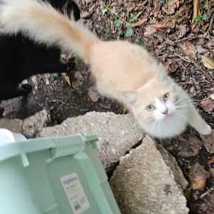 Fluffy Buffy Boy (FBB) - Photo 3