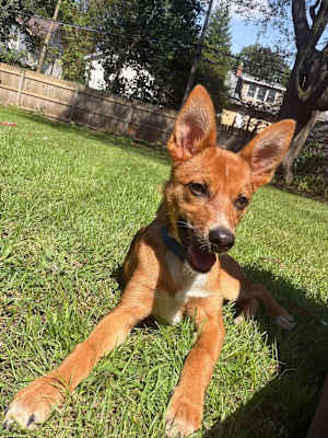 Foxy - Photo 2