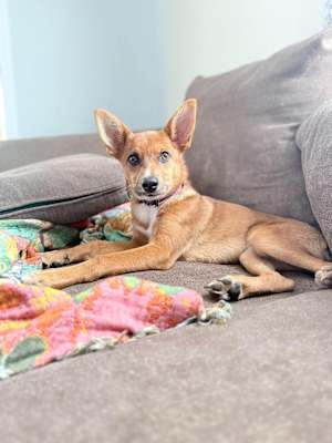 Foxy - Photo 3