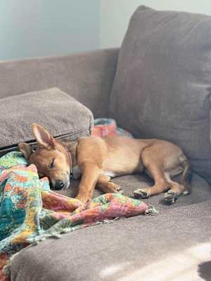 Foxy - Photo 4
