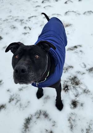 Drako - Photo 2