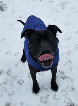 Drako - Photo 3
