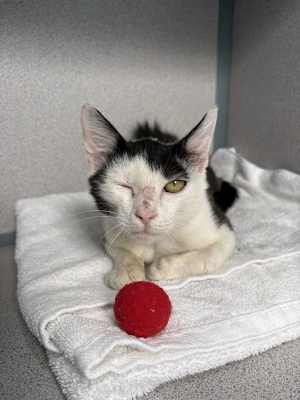 Bartleby - Photo 2