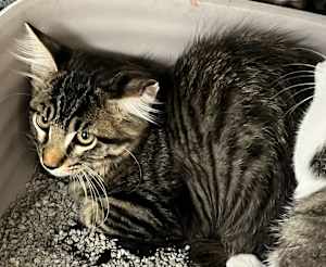 Magnus - Photo 1