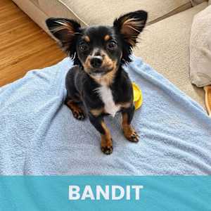 Bandit - Photo 1