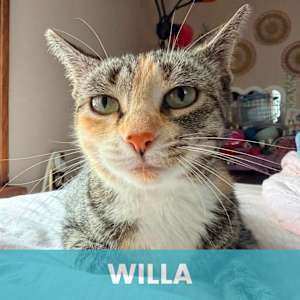 Willa - Photo 1