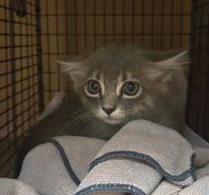 Sweet Baby Angel - Photo 1