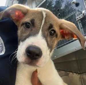Buddy Boy - Photo 1