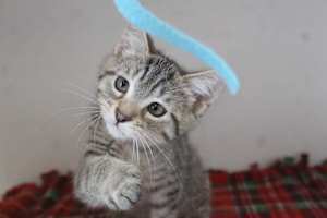 Honky - Photo 1