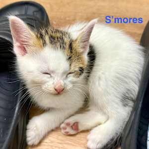 S'mores - Photo 1