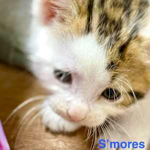 S'mores - Photo 2