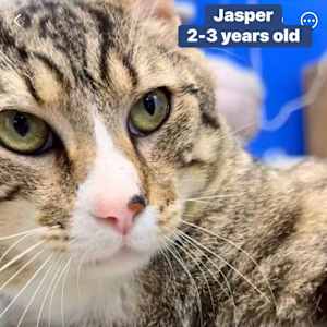 Jasper - Photo 3