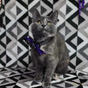 Bella Boo - Photo 2