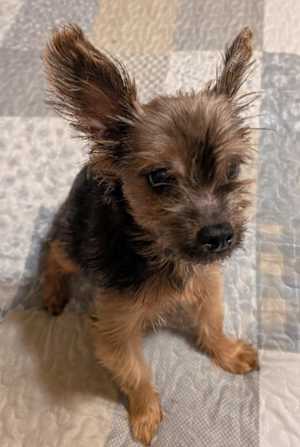 Molli~adopted! - Photo 2