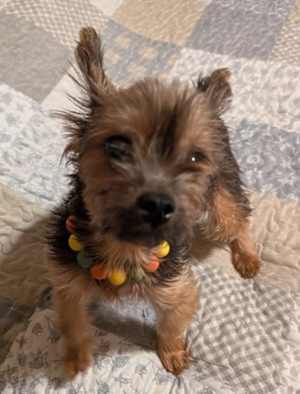 Molli~adopted! - Photo 3