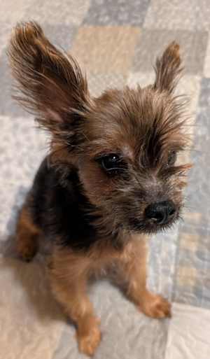 Molli~adopted! - Photo 4