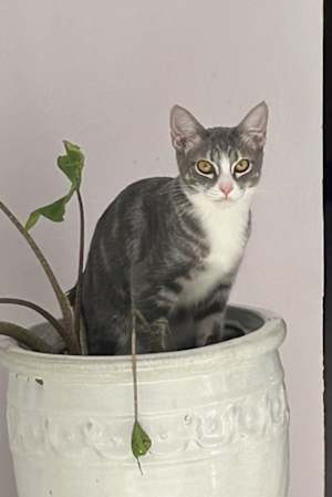 Suri - Photo 3