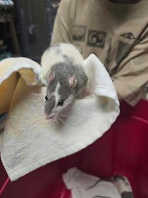 Rats!! - Photo 1
