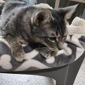 Nimbus - Photo 2