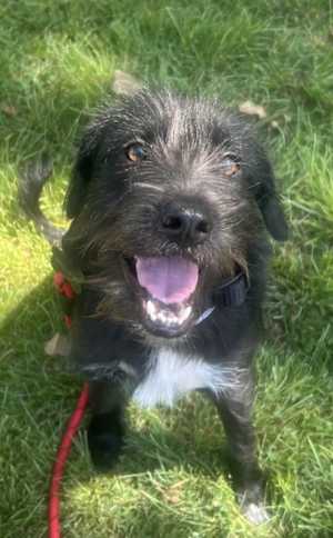 Gordon - Photo 1
