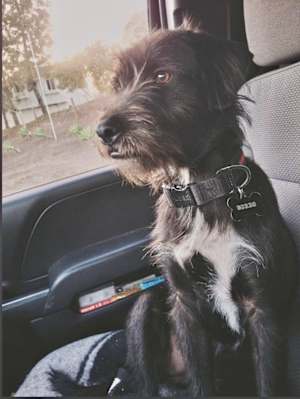 Gordon - Photo 4