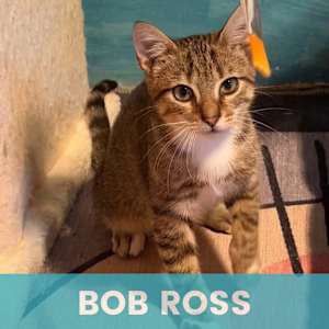 Bob Ross-bonded to Little Clou - Photo 1