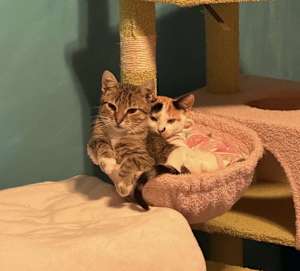 Bob Ross-bonded to Little Clou - Photo 3