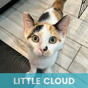 Little Cloud-bonded to Bob Ros - Photo 1