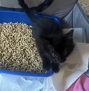 Kopi Luwak - Photo 1