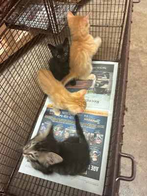 Kitten 2 - Photo 1