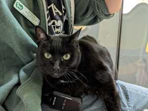 Pepper - Photo 2
