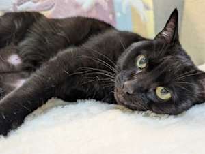 Pepper - Photo 3