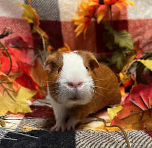 Chiffon - Photo 1