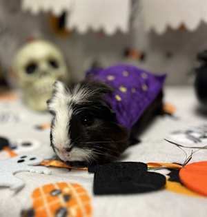 Brownie - Photo 1