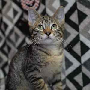 Mario (Bonded to Princess Peach) - Photo 2