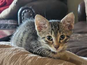 Mario (Bonded to Princess Peach) - Photo 4