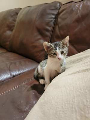 Princess Peach (Bonded to Mario) - Photo 4