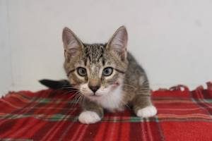 Jupiter - Photo 3