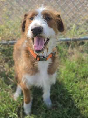 Maverick~adopted! - Photo 1