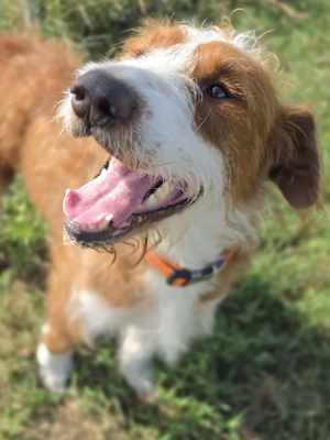 Maverick~adopted! - Photo 2