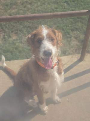 Maverick~adopted! - Photo 3