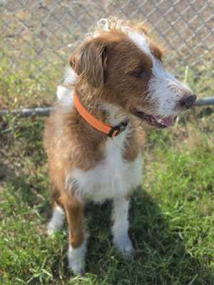 Maverick~adopted! - Photo 4