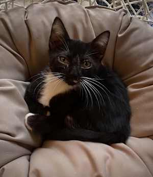 Mojo 2 - Photo 1