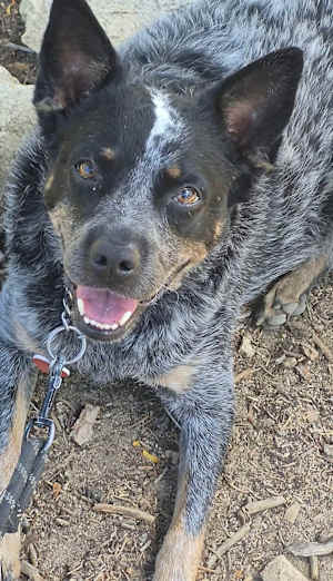 Chip - Photo 1