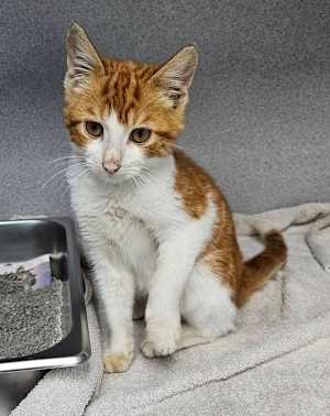 Butterscotch - Photo 3