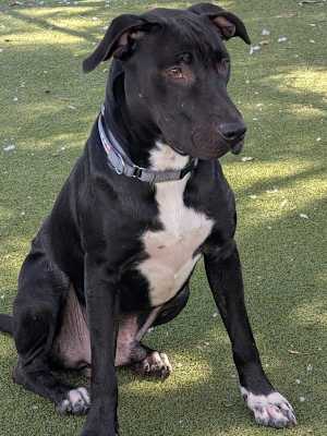 Reagan - Photo 3