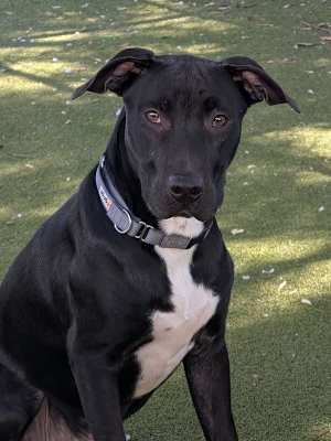 Reagan - Photo 4