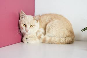 Hollywood (Bonded to Nelson) - Photo 2
